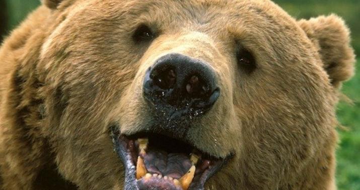 Zooparkda qəfəsdən qaçan ayını güllələdilər