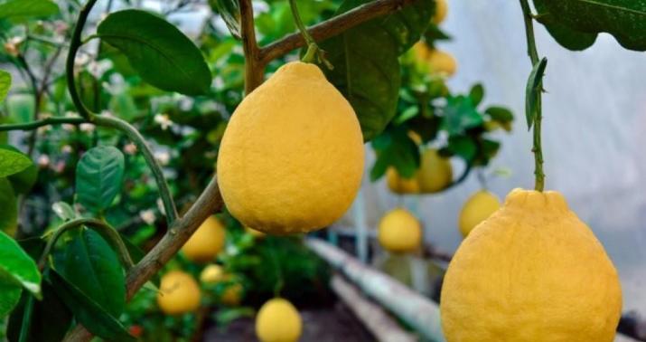3 kiloqram ağırlığında limon yetişdirildi