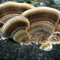 ABŞ-də 4 nəfər göbələkdən zəhərlənərək öldü