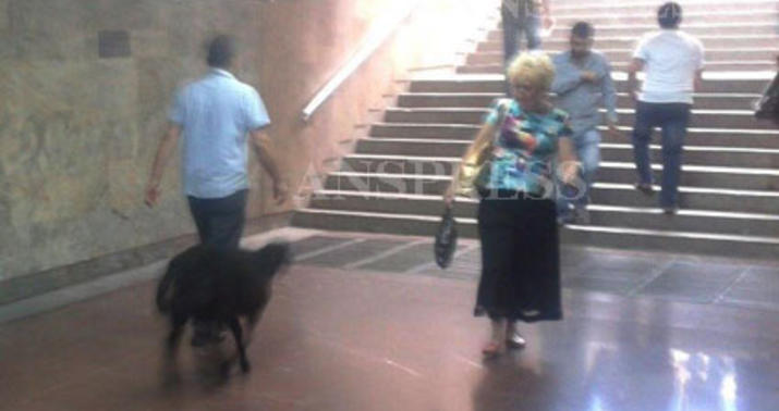 Qoç Bakı metrosuna girdi - FOTO
