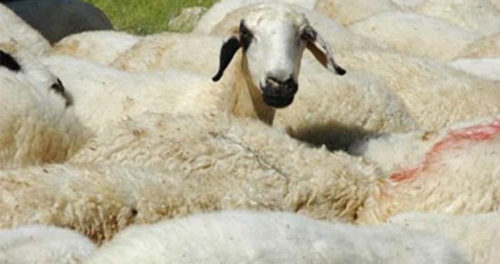 Qurbanlıq heyvanı haradan almalı? – nazirliklər məlumat yaydı